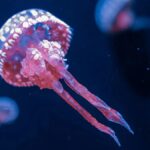 Як їдять медузи без зубів?