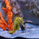 Внутрішній морський коник вимагає надзвичайно специфічних умов у акваріумі.