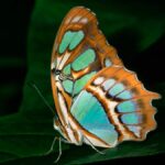 6 видів зелених метеликів, які гармонійно вписуються в навколишнє середовище