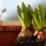 Вирощування весняних квітів вдома: 8 цибулин, які можна проростити прямо зараз