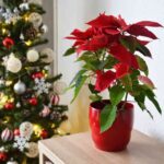 Відродження різдвяної зірки: як змусити пуансеттії зацвісти після Різдва