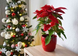 Відродження різдвяної зірки: як змусити пуансеттії зацвісти після Різдва