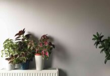 Як ваш обігрівач може зашкодити вашим кімнатним рослинам (і як це виправити)