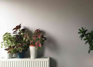 Як ваш обігрівач може зашкодити вашим кімнатним рослинам (і як це виправити)