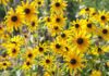 Full Sun Perennials That Actually Survive