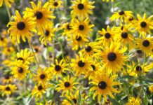 Full Sun Perennials That Actually Survive
