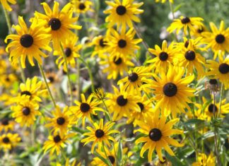 Full Sun Perennials That Actually Survive
