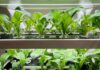 Grow Green: 21 Hydroponic Picks for Your Apartment