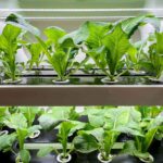 Выращиваем зелень: 21 гидропонная культура для вашей квартиры
