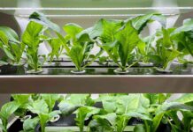 Grow Green: 21 Hydroponic Picks for Your Apartment