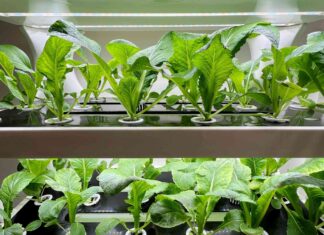 Grow Green: 21 Hydroponic Picks for Your Apartment